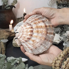 "Thalassa" Seashell Journal
